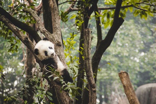 Chengdu Research Base of Giant Panda Breeding, Chengdu Shi, China