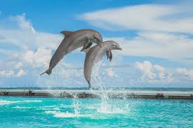 Dolphin Island Park, Punta Cana